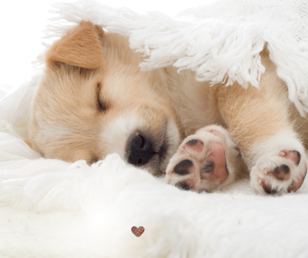 Cute dogs Pets Care puppies