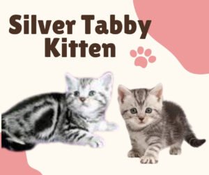 Silver Tabby Kitten