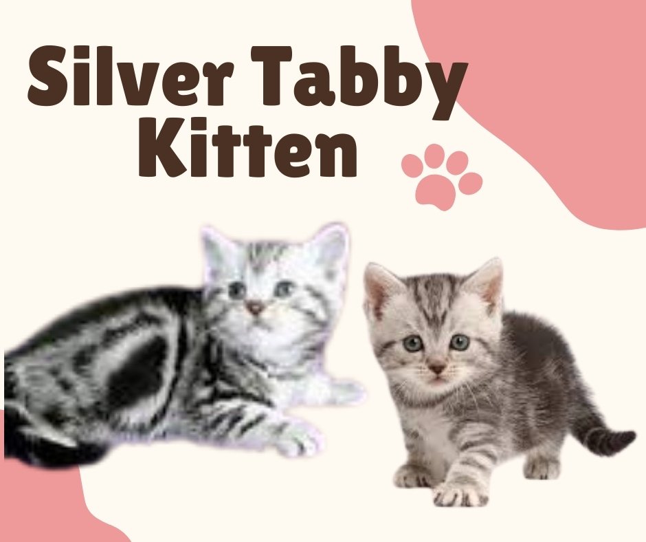 Silver Tabby Kitten