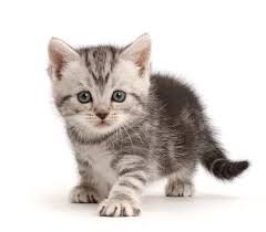 Silver Tabby Kitten Cats