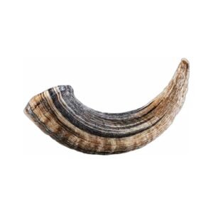 Antlers, Horns & Yaks | Natural