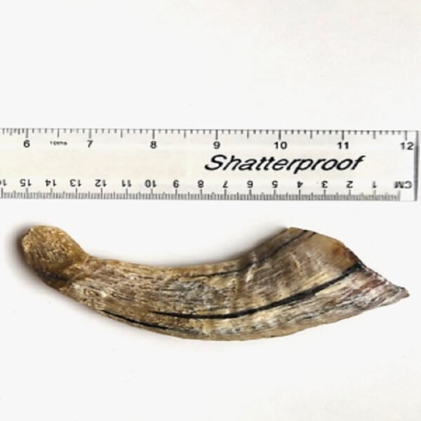 5 Inch Icelandic Lamb Horn Natural Dog Chew 100% Organic Ram Horn 1 x UK Seller