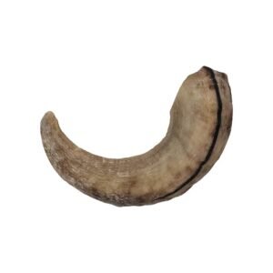 Icelandic+ Lamb Horn Dog Chew